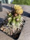 Copiapoa alticostata